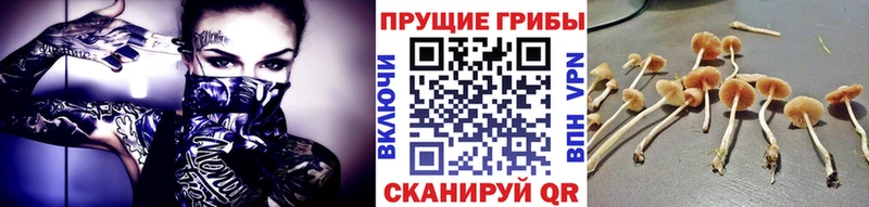 Псилоцибиновые грибы Psilocybine cubensis  Шимановск 